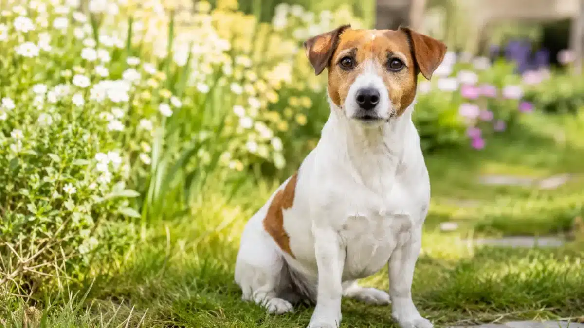 Jack Russell Terrier adulte assis dans un jardin fleuri au printemps, avec un regard vif et un pelage blanc tacheté de marron.