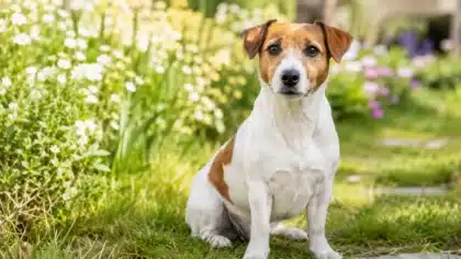 Jack Russell Terrier adulte assis dans un jardin fleuri au printemps, avec un regard vif et un pelage blanc tacheté de marron.